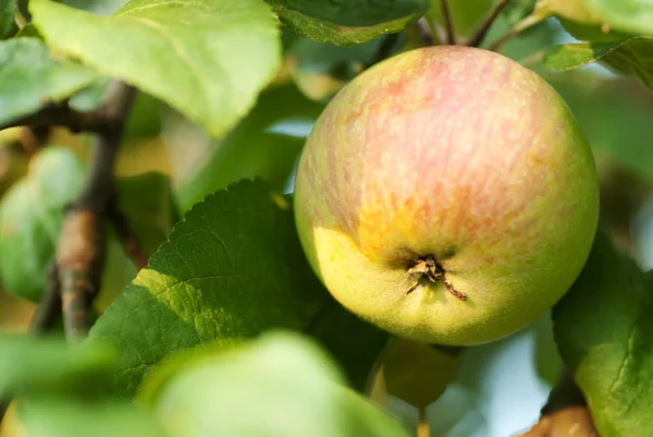 Apple on tree — Stock Photo, Image