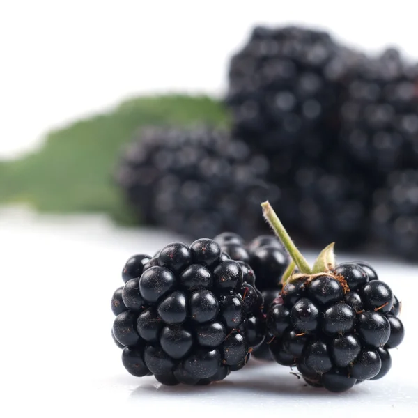 Blackberry branch isolated — Stock Photo, Image