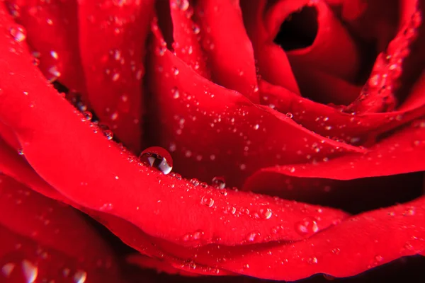 Red rose drops — Stock Photo, Image