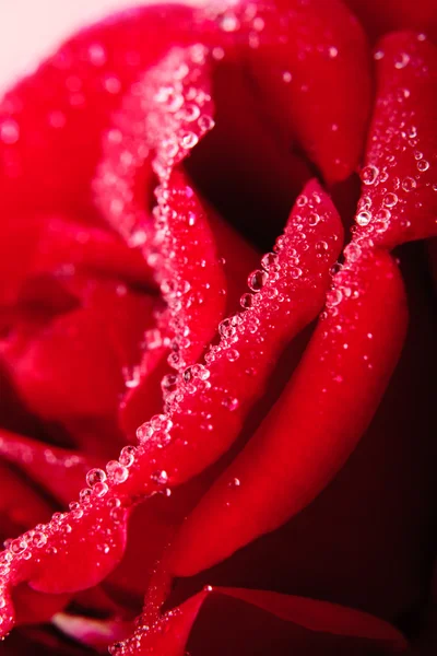 Gotas de rosa roja — Foto de Stock