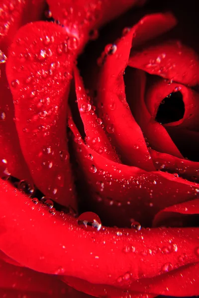 Czerwone krople rose — Zdjęcie stockowe