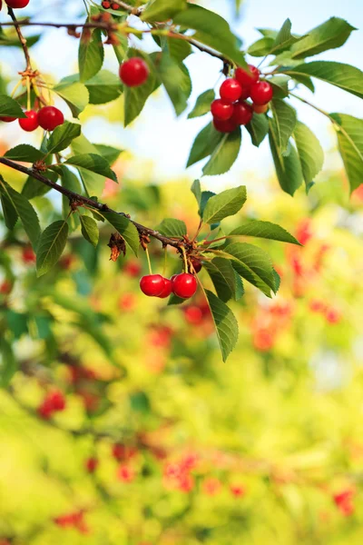 Cherry orchard — Stock Photo, Image