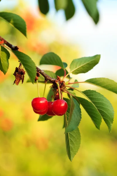 Cherry orchard — Stockfoto