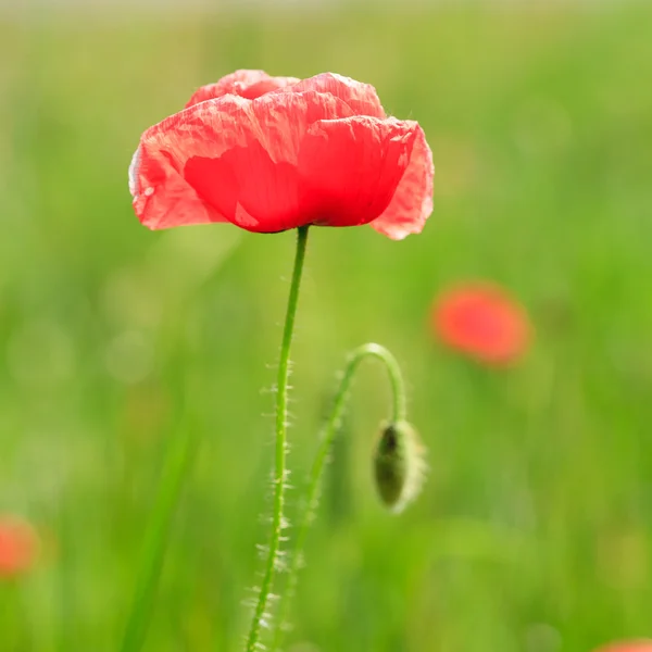 Poppy field — Stock Photo, Image