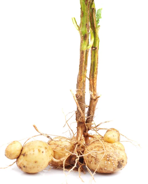 Aardappel met root — Stockfoto
