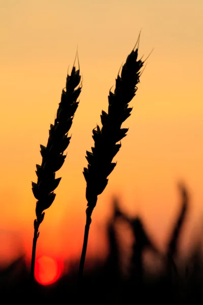 Pšenice silueta — Stock fotografie