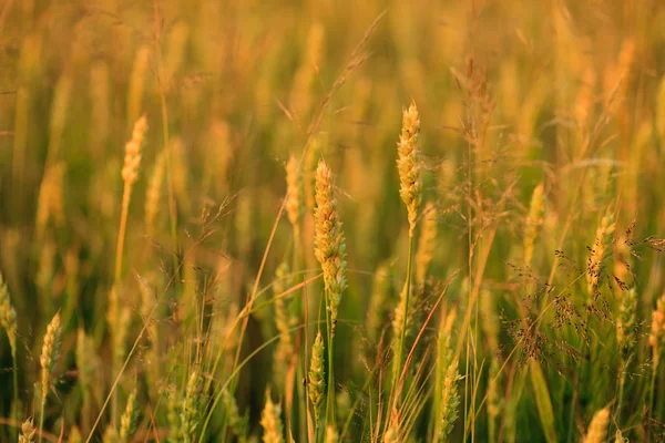 Pšeničné pole s slunečního záření — Stock fotografie