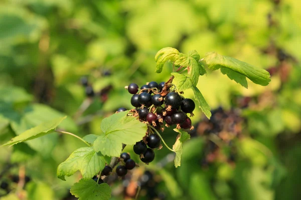 Black currant branch in garden — Stock Photo, Image