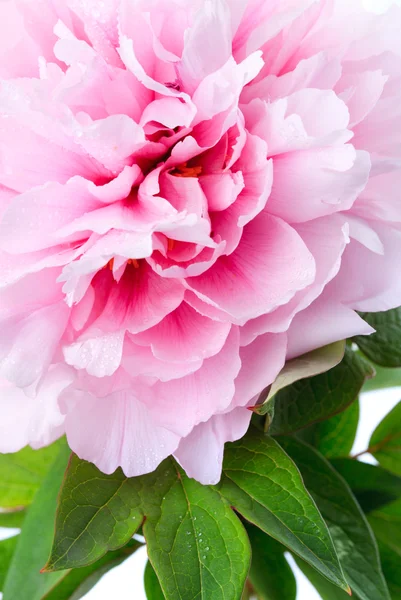 Piwonia różowa z bliska — Zdjęcie stockowe