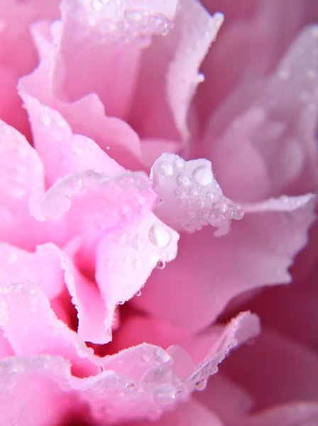 Różowy piwonia tło — Zdjęcie stockowe