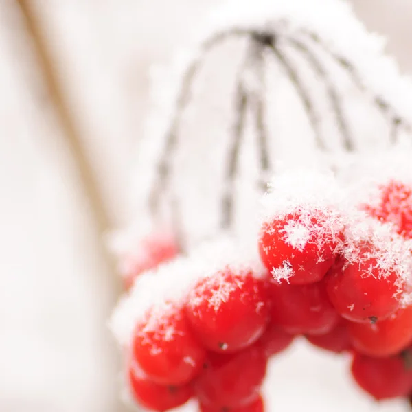 Červené rawanberry v zimě — Stock fotografie