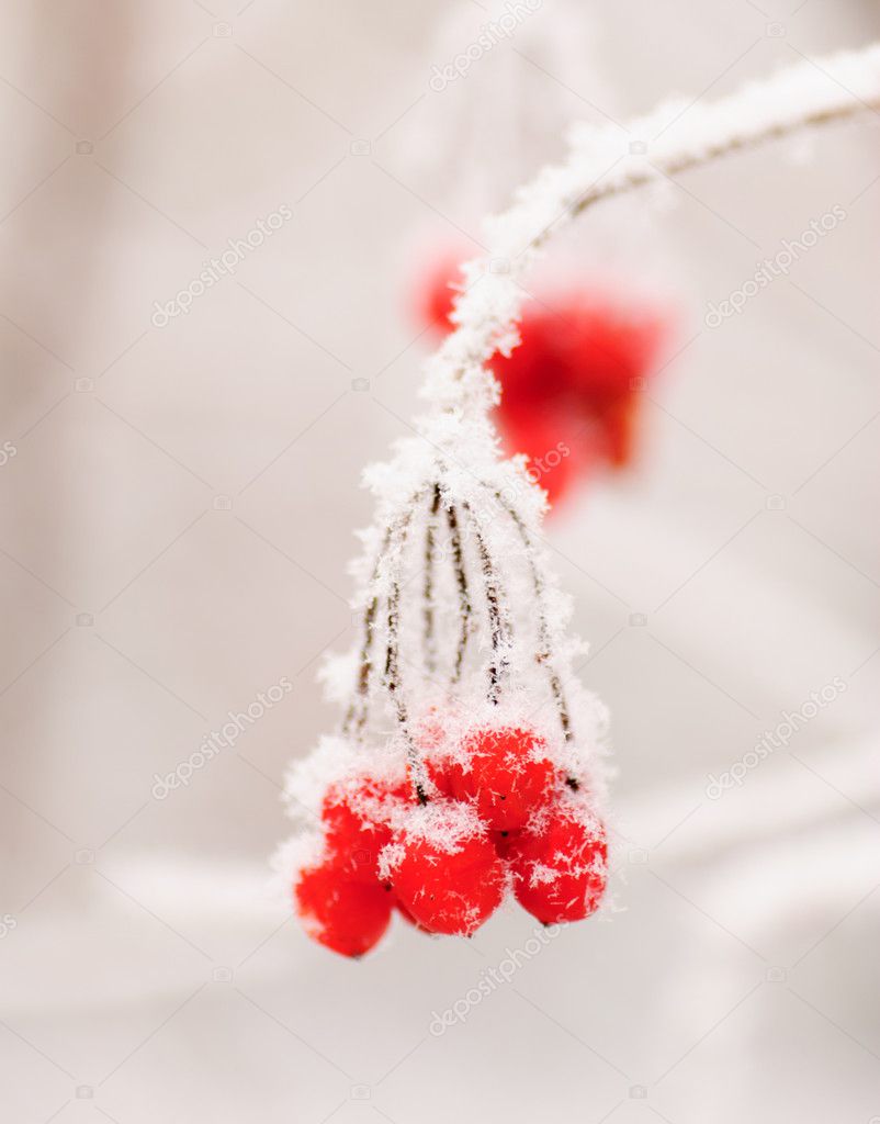 Red rowanberry in winter