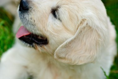 Golden Retriever köpek yavrusu çimlerde