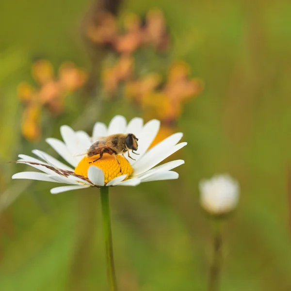 Μέλισσα πάνω χαμομήλι — Φωτογραφία Αρχείου