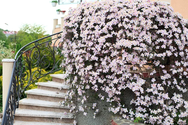 stock image Clematis blooming