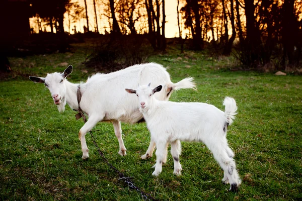 山羊和 goatling — 图库照片