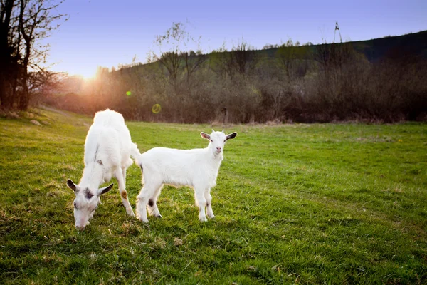 Goat and goatling — Stock Photo, Image