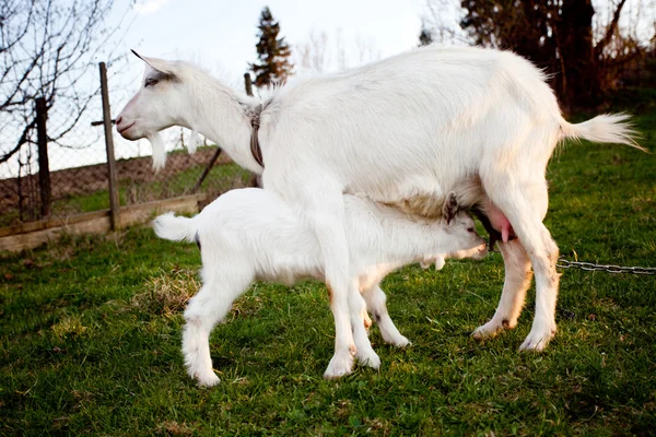 Goat and goatling — Stock Photo, Image