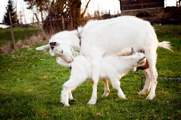 Koza i goatling — Zdjęcie stockowe