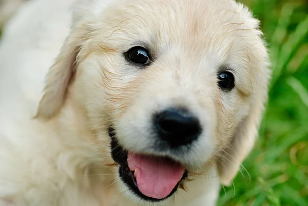 Золотистый ретривер щенок в траве — стоковое фото