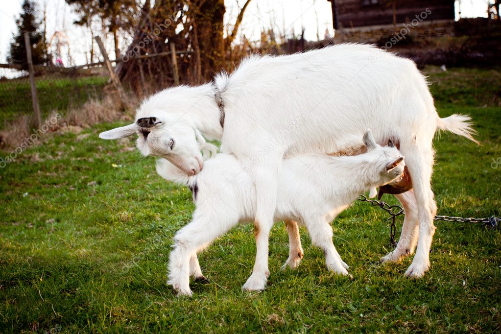 Goat and goatling
