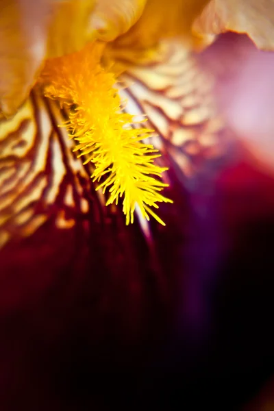 Purple iris close up — Stock Photo, Image