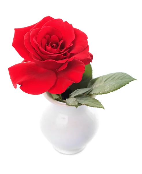 Jedna červená růže — Stock fotografie