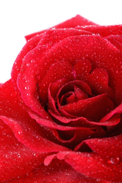 Červená růže kapky — Stock fotografie