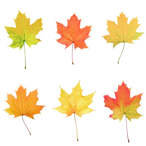 Maple leaves collage — Stock Photo, Image