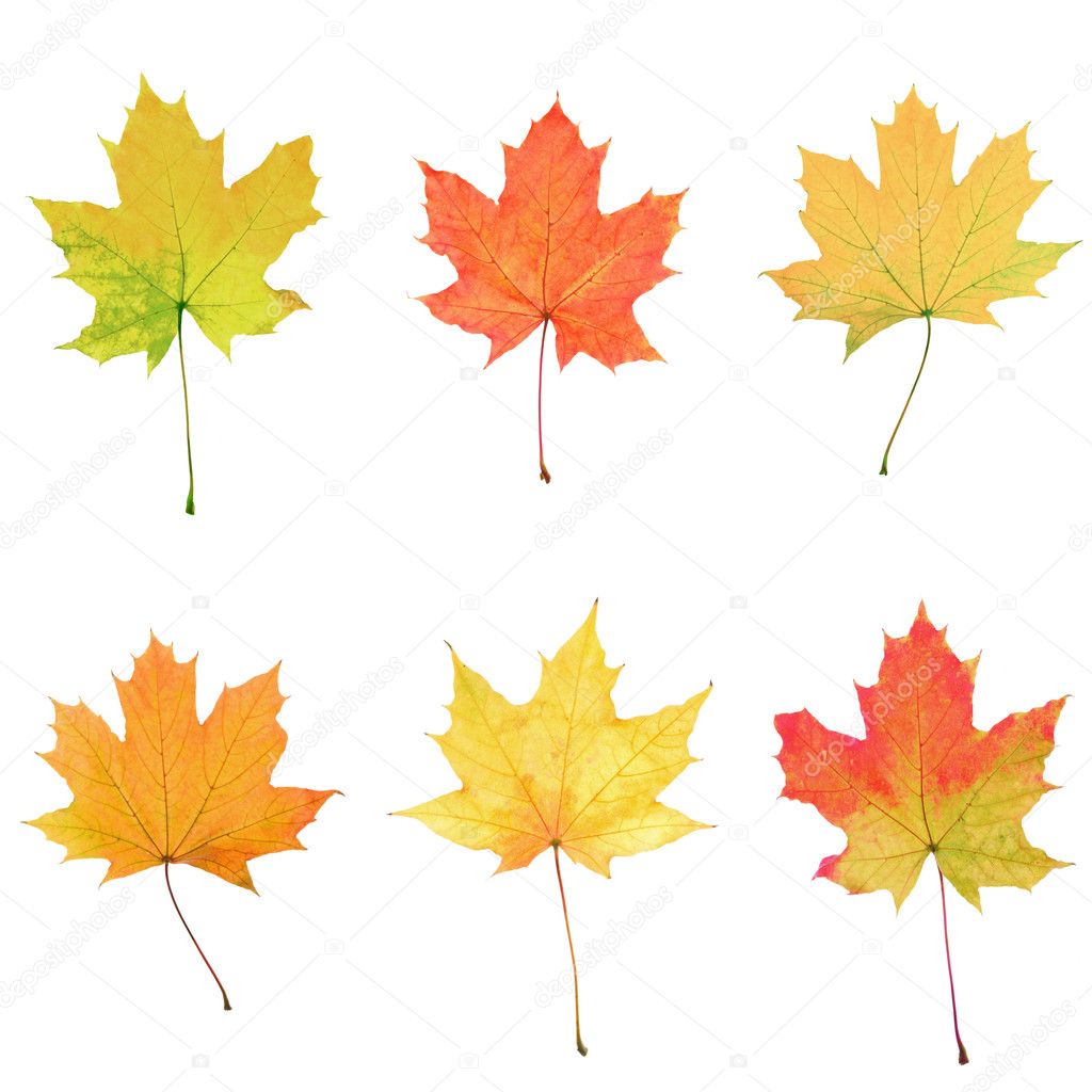 Maple leaves collage