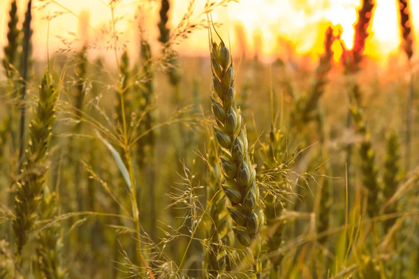 Pšeničné pole s slunečního záření — Stock fotografie