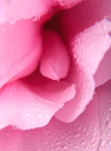 Fundo peônia rosa — Fotografia de Stock