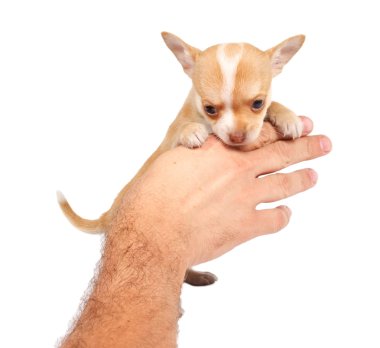 Beyaz ba önünde bir tatlı safkan köpek chihuahua portresi