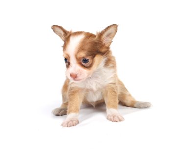 Beyaz ba önünde bir tatlı safkan köpek chihuahua portresi