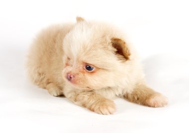 Studio spitz köpek yavrusu