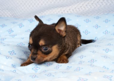 portre sevimli safkan köpek Chihuahua köpek yavrusu ev