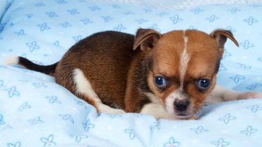 portre sevimli safkan köpek Chihuahua köpek yavrusu ev