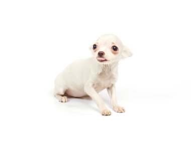 Chihuahua küçük köpek yavrusu