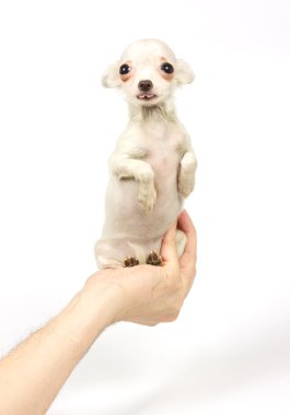 Chihuahua küçük köpek yavrusu