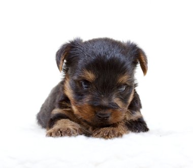 Beyaz arka planda köpek yavrusu Yorkshire Teriyeri