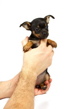 Chihuahua küçük köpek yavrusu