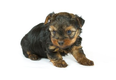 sevimli güzel yorkshire terrier yavru köpek oturuyor. izole