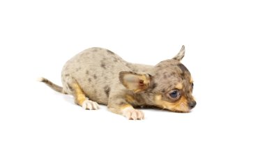 Chihuahua küçük köpek yavrusu