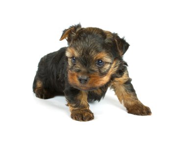 sevimli güzel yorkshire terrier yavru köpek oturuyor. izole