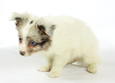 küçük chihuahua yavrusu