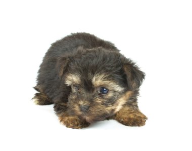 sevimli güzel yorkshire terrier yavru köpek oturuyor. izole