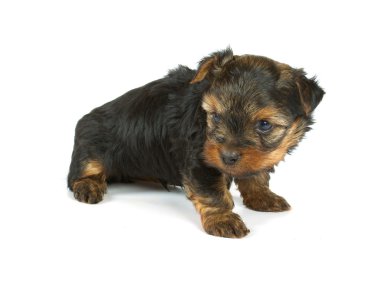 sevimli güzel yorkshire terrier yavru köpek oturuyor. izole