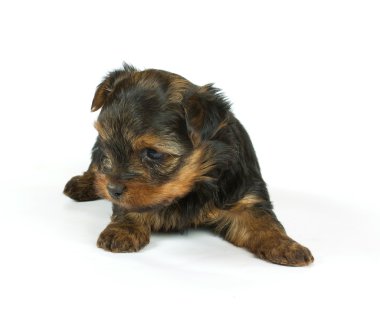 sevimli güzel yorkshire terrier yavru köpek oturuyor. izole