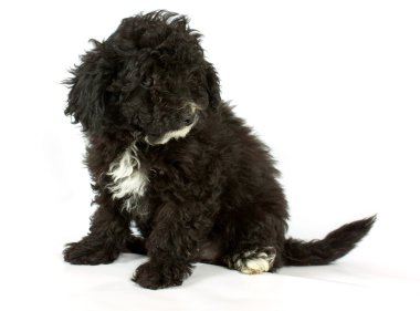 Renk Studio kucak köpeği