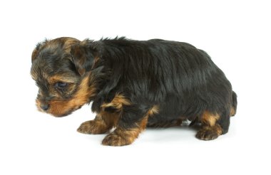 sevimli güzel yorkshire terrier yavru köpek oturuyor. izole